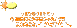 <BR> ＊ミヤマキリシマ＊ 今年は咲くのが早かったようで枯れたあと｡･ﾟ･(*ﾉД｀*)･ﾟ･。